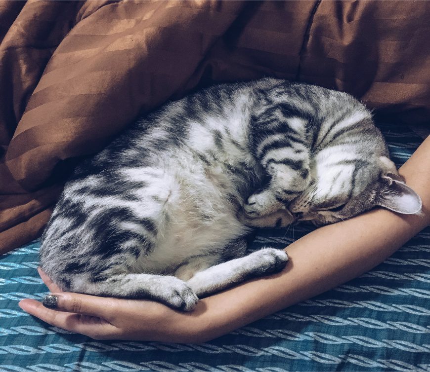 Cat sleeping on woman's hand