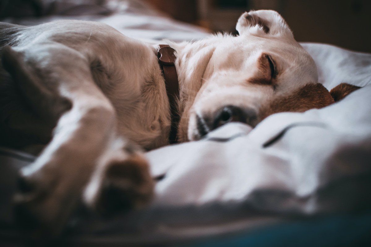 A dog is sleeping on bed in home