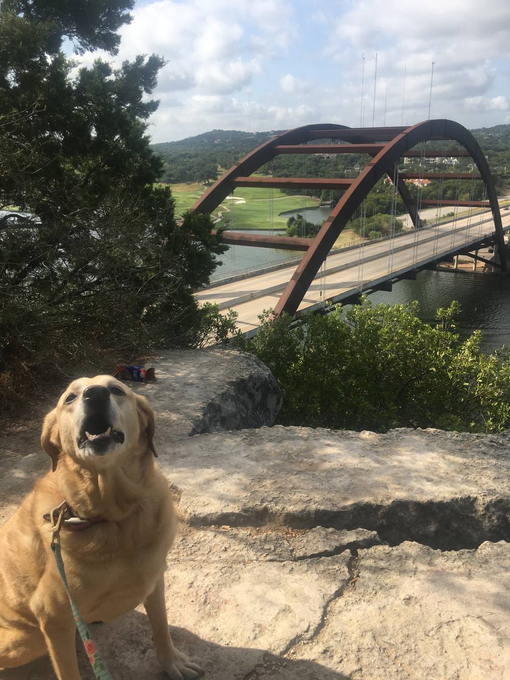 Dog barking with bridge in background