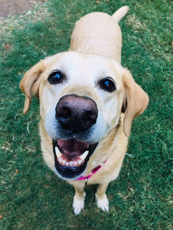 Dog looking upward