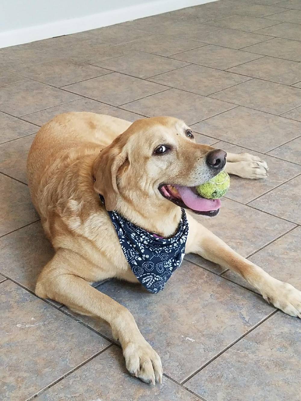 Dog holding ball in mouth