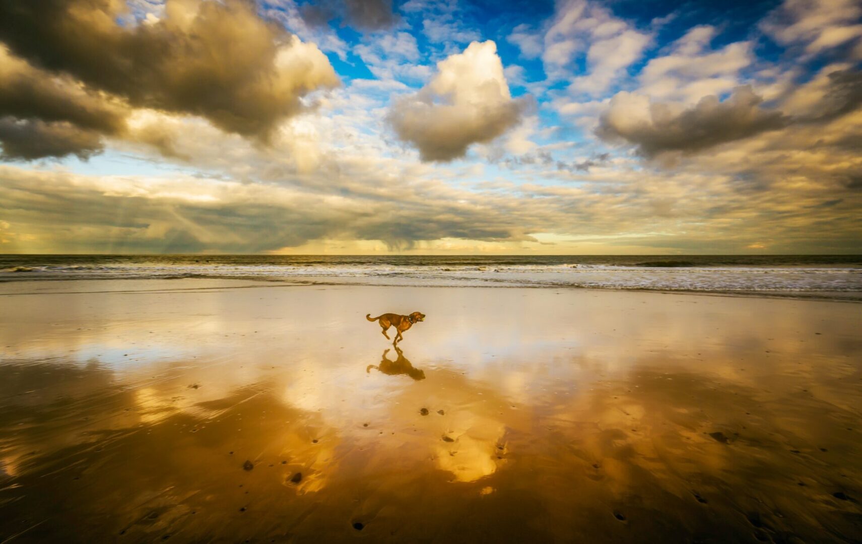 Dog on beach