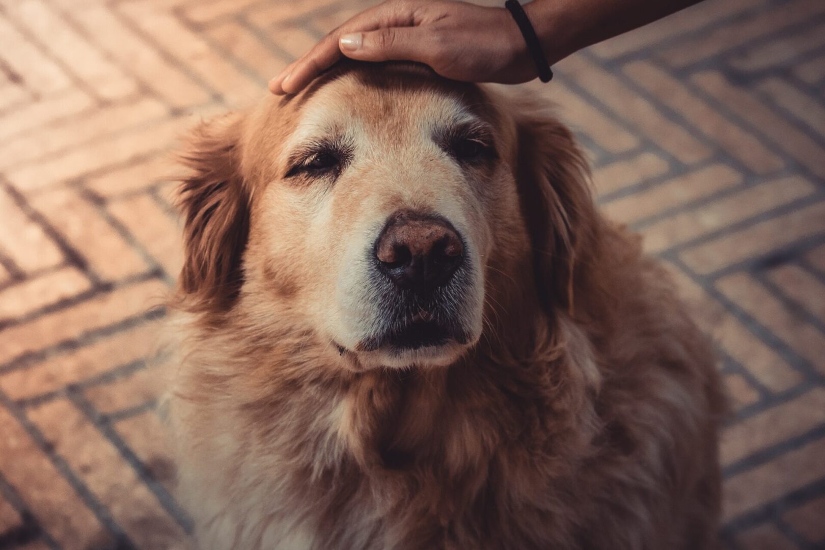 Sweet Golden